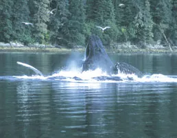 258xNx6_2.jpg.pagespeed.ic Humpback whale breaching.