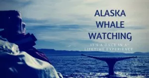 Alaska Whale Watching - It's a once in a lifetime experience.