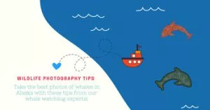 Wildlife photography tips cartoon graphic.