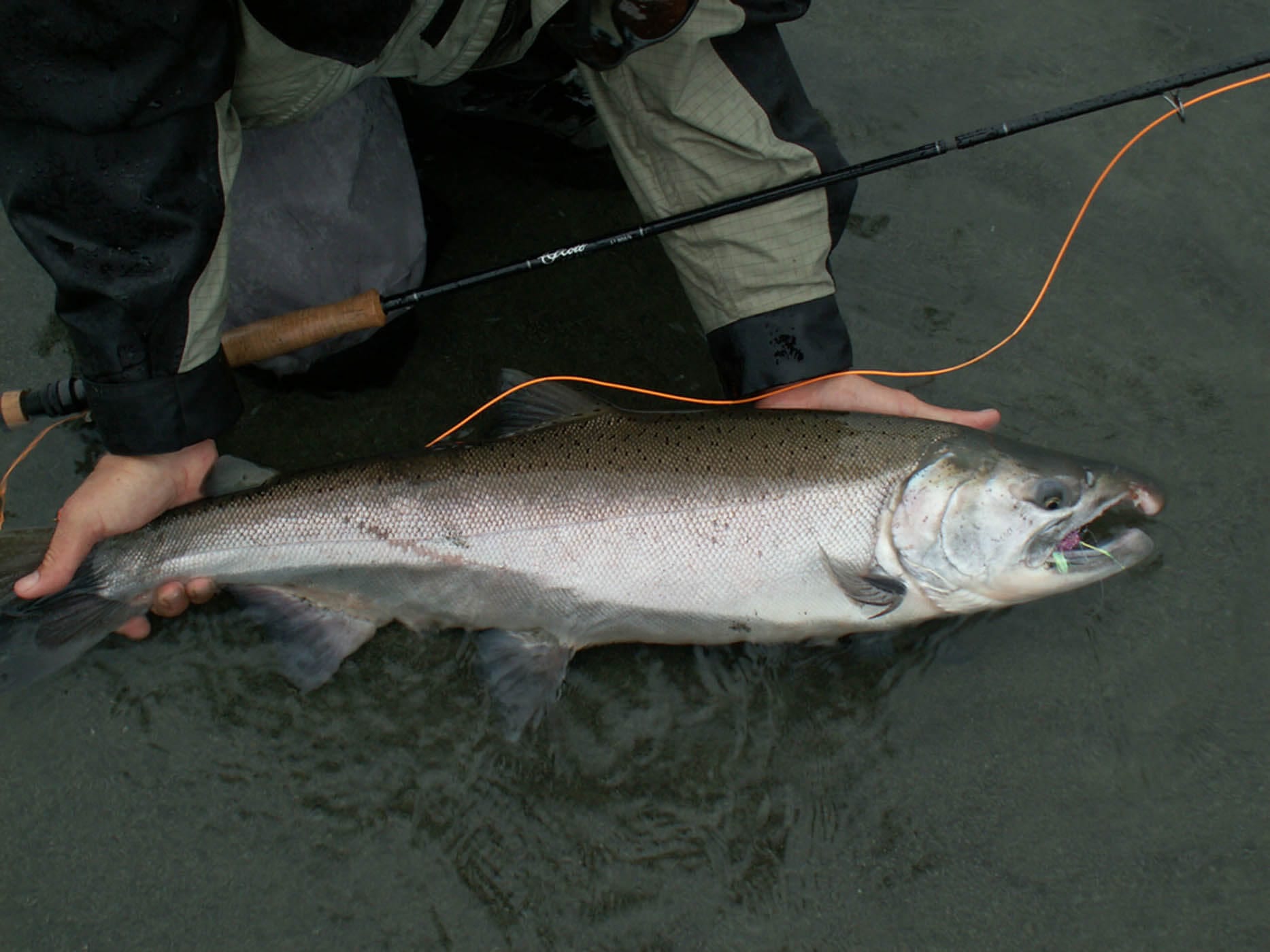 Fisherman holding salmon at water level.