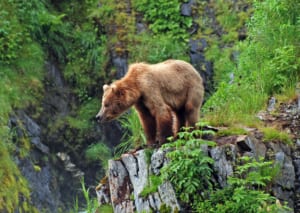 Photo of a Brown Bear on Admiralty Island