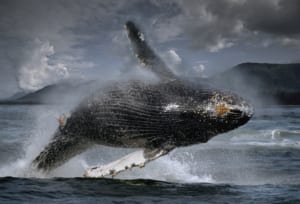 Photo of a Leaping Whale near Admiralty Island