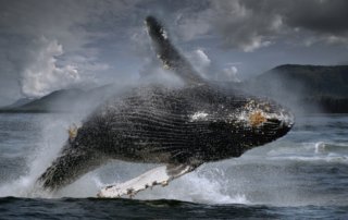 Photo of a Leaping Whale near Admiralty Island