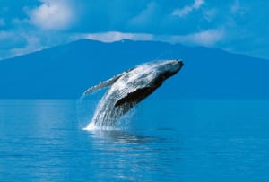 Photo of a Leaping Whale near Angoon, One of the Most Beautiful Places in Alaska