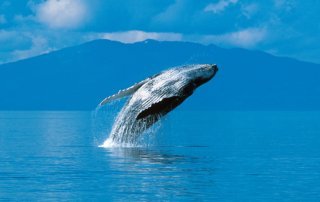 Photo of a Leaping Whale near Angoon, One of the Most Beautiful Places in Alaska