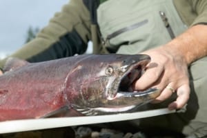 Photo of a Hooked King Salmon. Southeast Alaska Salmon Fishing is the Best.