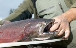 Photo of a Hooked King Salmon. Southeast Alaska Salmon Fishing is the Best.