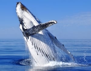 A humpback whale ascends to the surface to say hello to whale watchers in Alaska.