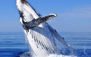 A humpback whale ascends to the surface to say hello to whale watchers in Alaska.