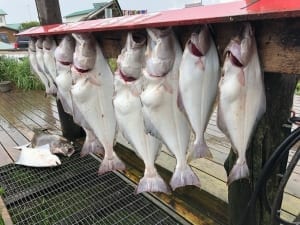 A picture of several halibut that were caught with the help of an Alaska fishing guide.