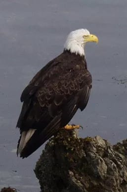 Bald Eagle. Bald Eagle.