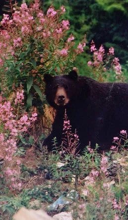 Bear standing in flowers. Bear standing in flowers.