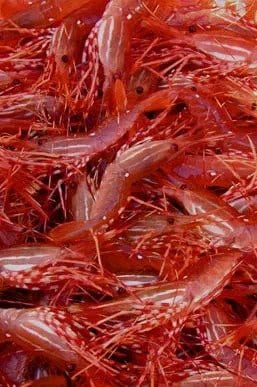 Close up shrimp.