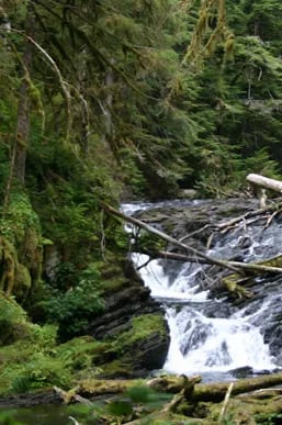 Forest and fallen trees.