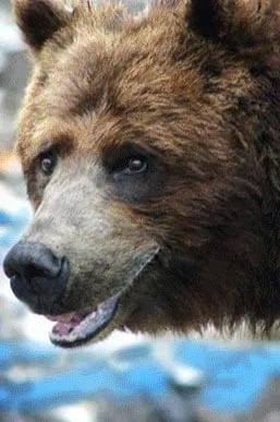 Grizzley bear close up.