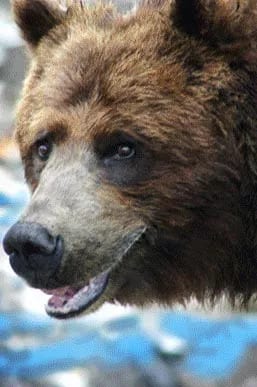 Grizzley bear close up. Grizzley bear close up.