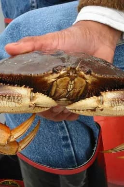 Dungeness crab. Dungeness crab.