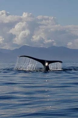 Whale fluke.
