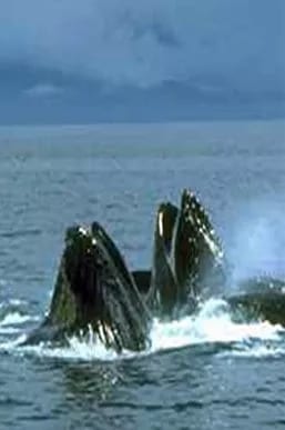 Whales breaching the water. Whales breaching the water.