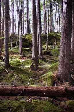 Alaskan woods.