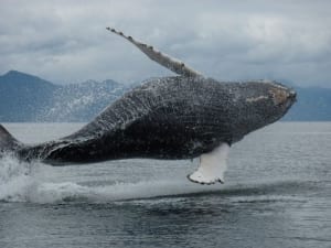A humpback whale jumps out of the ocean in Angoon, Alaska.
