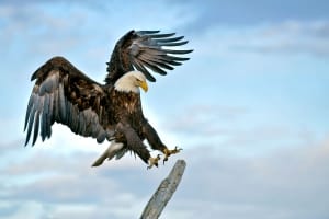 A gorgeous bald eagle lands upon the top of a tree, generously lending itself to some iconic wildlife photography.