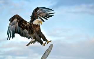 A gorgeous bald eagle lands upon the top of a tree, generously lending itself to some iconic wildlife photography.
