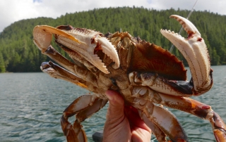 A prime Alaska Dungeness crab specimen.