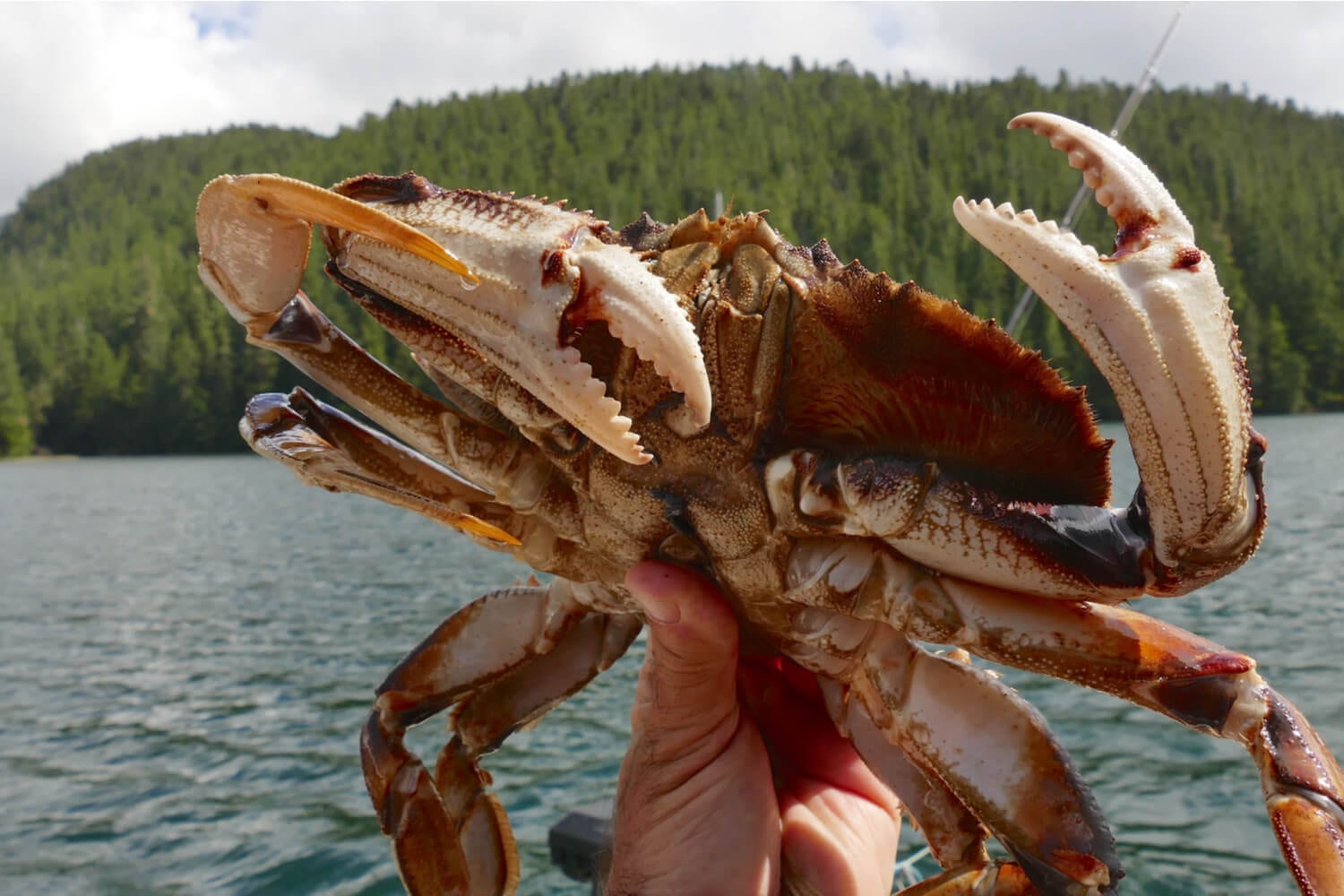 Pulling Traps Fishing for Dungeness Crab in Alaska Favorite Bay Resort