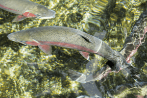 A small school of Alaska trout found in one of Admiralty Islands many streams and tributaries.