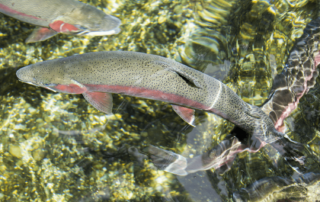 A small school of Alaska trout found in one of Admiralty Islands many streams and tributaries.