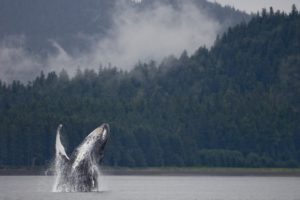 A captivating look at a large humpback whale rising from the sea during an Alaska adventure on Admiralty Island.
