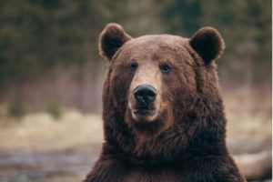 A majestic brown bear awaits his spectators outside of Angoon, Alaska.