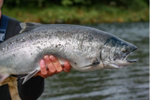 A wild silver salmon caught in Alaska during an all-inclusive fishing trip in 2022.