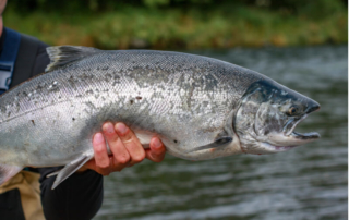 A wild silver salmon caught in Alaska during an all-inclusive fishing trip in 2022.