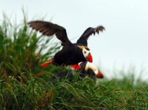 A tufted puffin flies from the grassy shoreline.