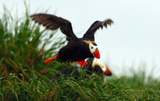 A tufted puffin flies from the grassy shoreline.