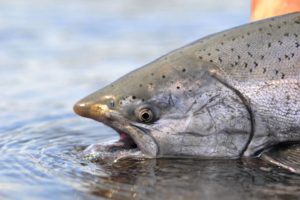 A massive silver salmon caught on Admiralty Island.