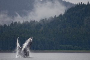 Whale watching is one of the many fun things to do at FLB Alaska fishing lodge.