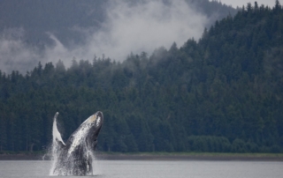 Whale watching is one of the many fun things to do at FLB Alaska fishing lodge.