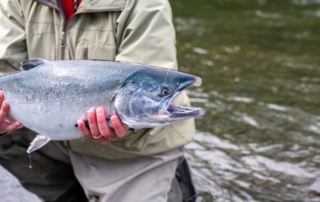 An Alaskan coho salmon caught while fishing at Favorite Bay Lodge.