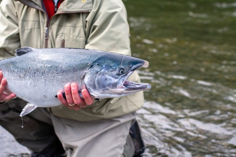 An Alaskan coho salmon caught while fishing at Favorite Bay Lodge.