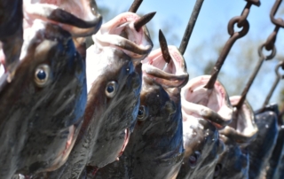 A bounty of Alaska halibut hanging from hooks.