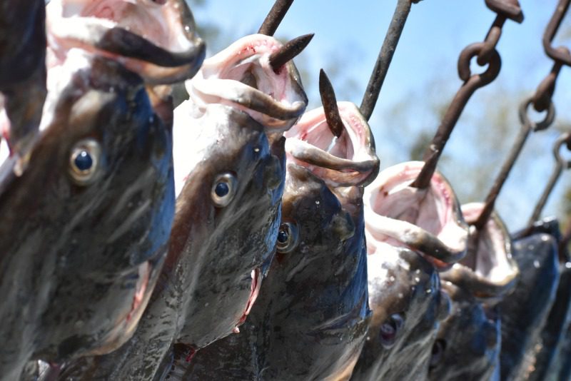 A bounty of Alaska halibut hanging from hooks.