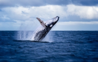 The Best Time for Whale Watching in Alaska: A large humpback whale leaps out of the water.